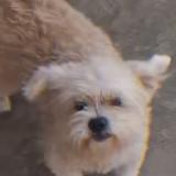 Foto de perro perdido en Chincha Pueblo Nuevo