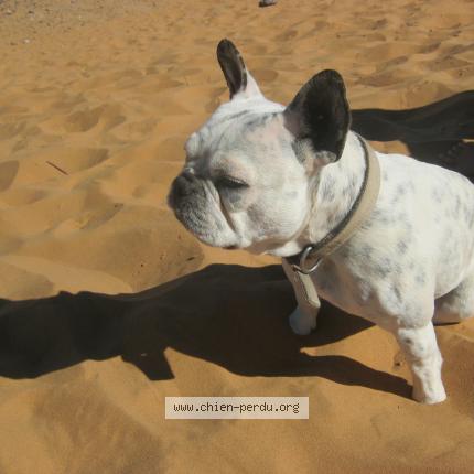 Foto 1/1 joke Perro perdido en Vay