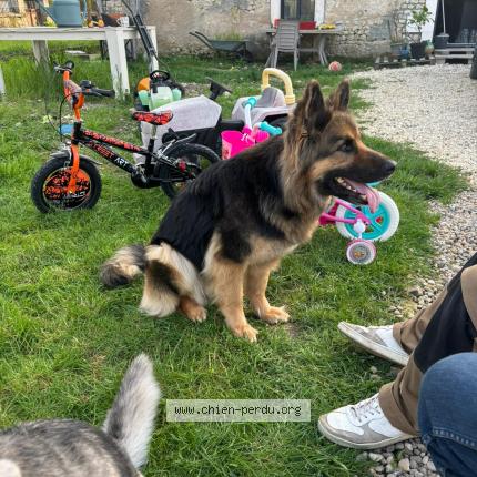 Foto 1/1 Nesty Perro perdido en Barbezieux