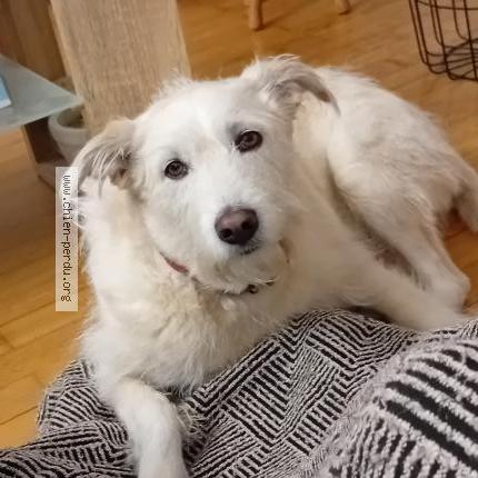 Foto 1/1 Kim Chien perdido en Charnay les macon