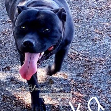 Foto 1/1 Lanka Chien perdido en Montreuil