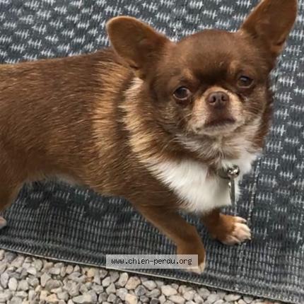 Foto 1/2 Pops Perro perdido en Le barcares