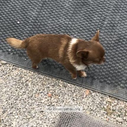 Foto 2/2 Pops Perro perdido en Le barcares