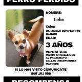 Foto de perro perdido en Lima
