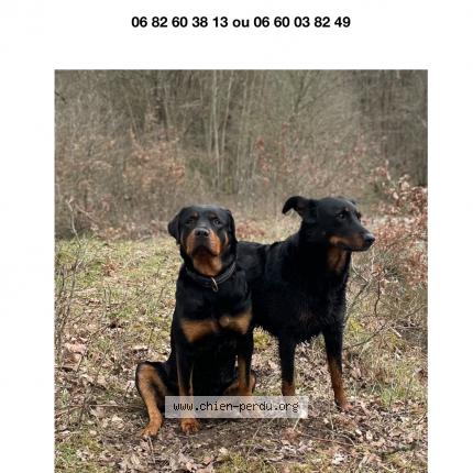 Foto 1/1 Laia Perro perdido en Vivans