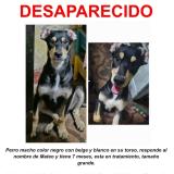 Foto de perro perdido en Lima
