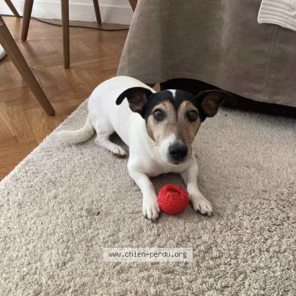 Foto 1/3 Hermès Chien perdido en Boutigny sur essonne