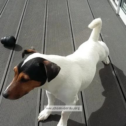 Foto 2/3 Hermès Chien perdido en Boutigny sur essonne