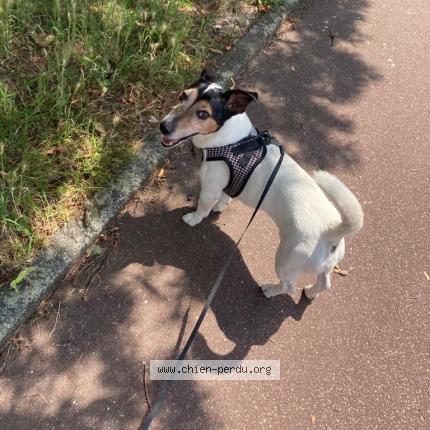 Foto 3/3 Hermès Chien perdido en Boutigny sur essonne