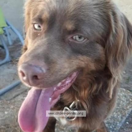 Foto 1/1 Ponpon Chien perdido en Carpentras