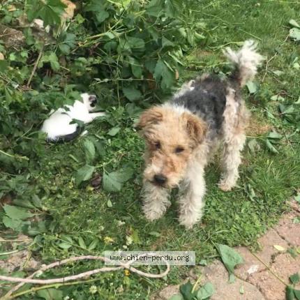 Foto 1/1 BOULE Perro perdido en Boissy maugis