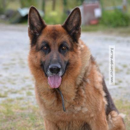 Foto 1/1 Owen Perro perdido en Miniac morvan