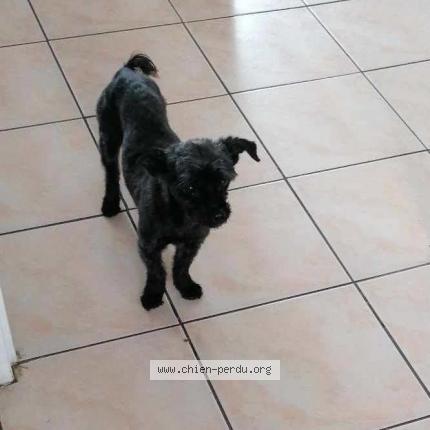 Foto 1/1 Griotte Chien perdido en Gouzon