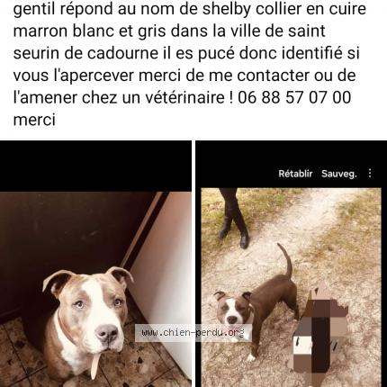 Foto 1/1 Shelby Perro perdido en Saint seurin de cadourne