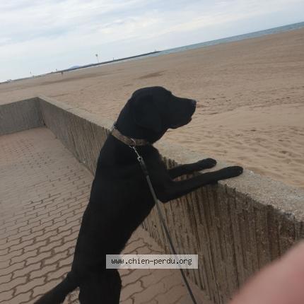 Foto 1/1 NITRO Perro perdido en Roynac