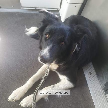 Foto 1/2 Cali Chien perdido en Senas