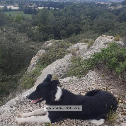 Foto 2/2 Cali Chien perdido en Senas