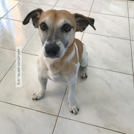 Foto 1/1 Mylo Perro perdido en Trans en provence