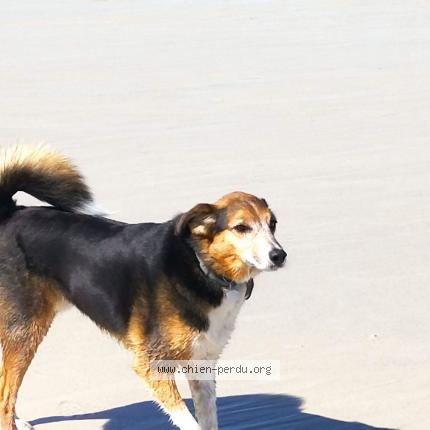 Foto 1/1 ROX Chien perdido en Pipriac