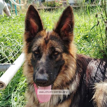 Foto 1/1 Unica Chien perdido en Tonneins