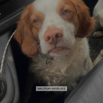 Foto 1/1 Orsu Chien perdido en Calcatoggio