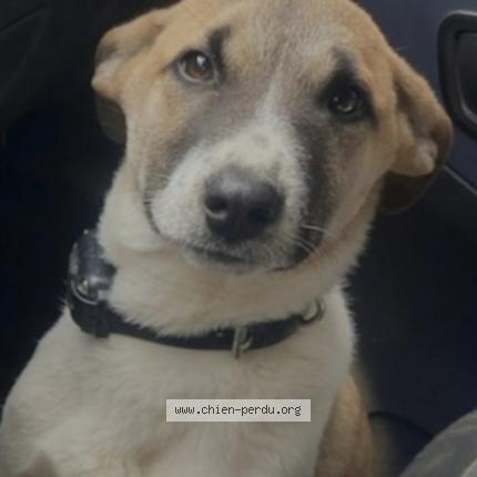 Foto 1/1 Sabbia Chien perdido en Calcatoggio