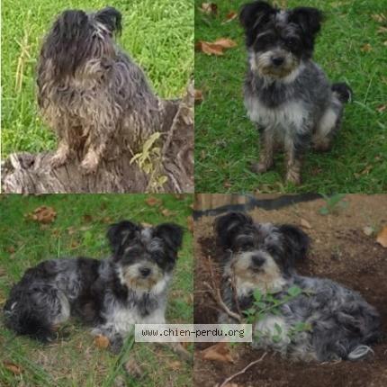 Foto 1/1 Iban Chien perdido en Cambo les bains