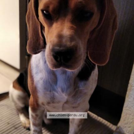 Foto 1/1 OBELIX Perro perdido en L union