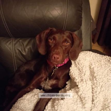 Foto 1/1 Flora Chien perdido en Drumettaz clarafond