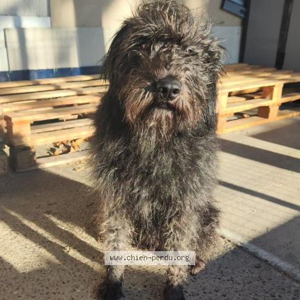 Foto 1/1 Aca Chien perdido en Franquevielle