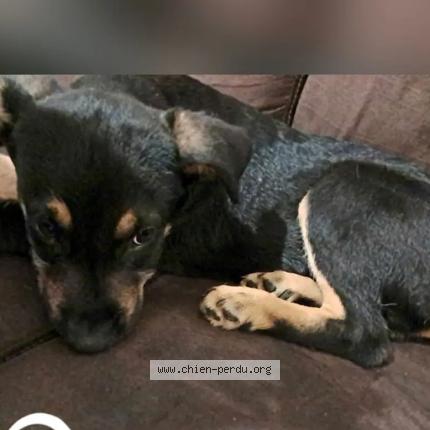 Foto 2/2 Beethoween Chien perdido en Saint sebastien sur loire