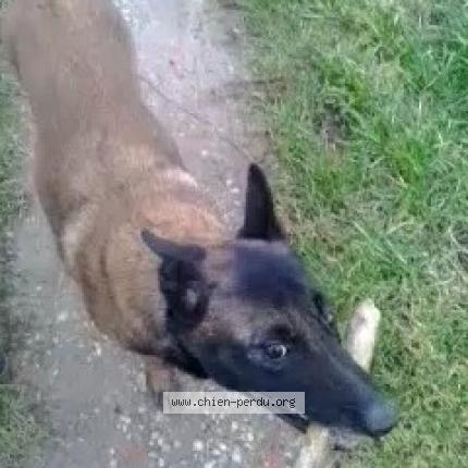 Foto 1/1 Pocker Perro perdido en Hazebrouck
