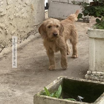 Foto de perro perdido en Montreal