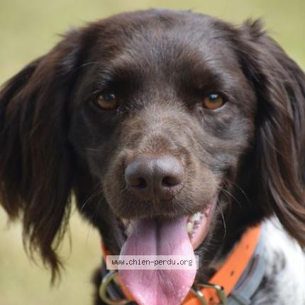 Foto 1/2 Toomuch Perro perdido en Rouen