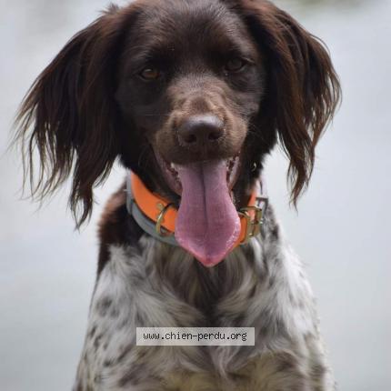 Foto 2/2 Toomuch Perro perdido en Rouen