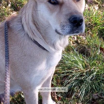 Foto 1/1 Nausicaa Perro perdido en Pommiers