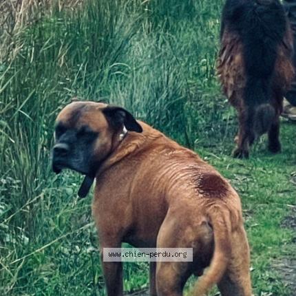Foto 1/1 Lemon Chien perdido en La chapelle des marais