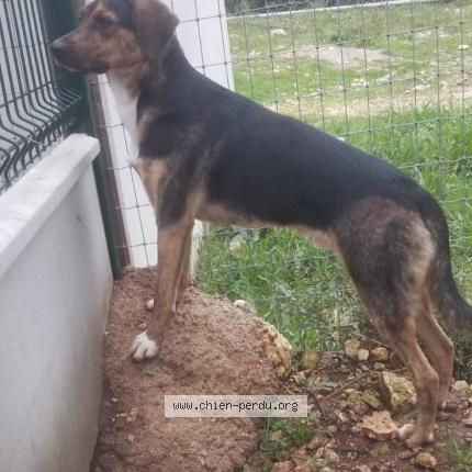 Foto 1/1 Gasper Perro perdido en Remoulins