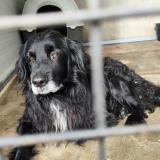 Foto de perro encontrado en Moissac