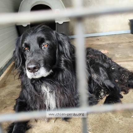 Foto 1/1 Perro encontrado Encontrado en Moissac