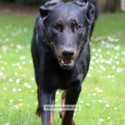 Foto 1/1 TANGO Chien perdido en Samoreau