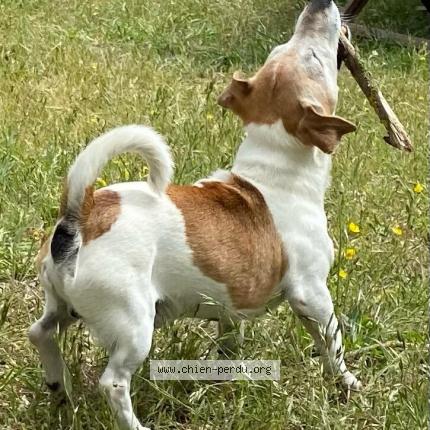 Foto 1/2 Dougy Chien perdido en Cadenet 84160