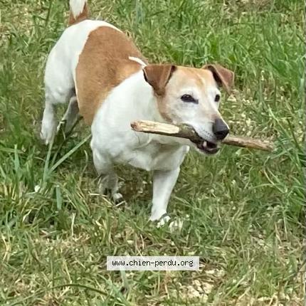 Foto 2/2 Dougy Chien perdido en Cadenet 84160