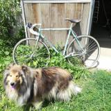 Foto de perro perdido en Le Fousseret