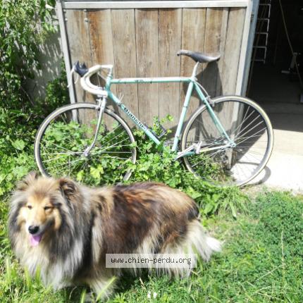 Foto 1/1 Pinkie Chien perdido en Le fousseret