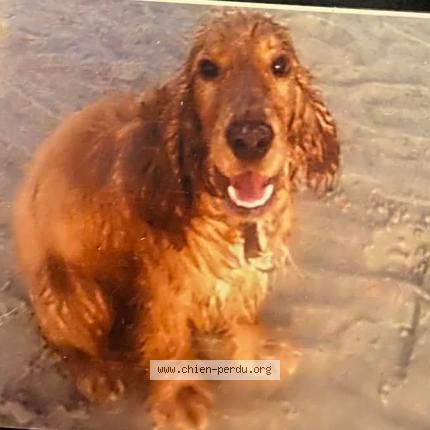 Foto 1/1 Leon Chien perdido en Le portel