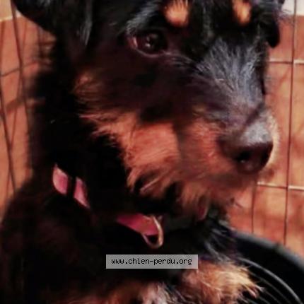 Foto 2/2 Pépète Perro perdido en Les angles