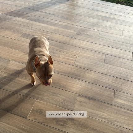 Foto 1/1 Mya Perro perdido en Biganos