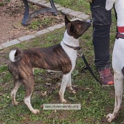 Foto 1/1 Jacky Perro perdido en Bois de haye