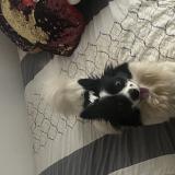 Foto de perro perdido en Nairobi